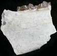 Oligocene Horse (Mesohippus) Jaw Section - South Dakota #25102-2